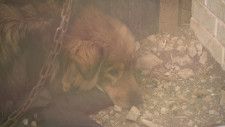 【北海道】“多頭飼育崩壊”脱走した野犬が養鶏場の鶏を襲い208羽が死ぬ　野犬を取り押さえた男性は腕を噛まれ負傷　　網走